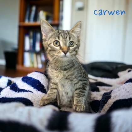 Photo of Carwen