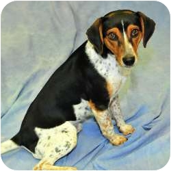 coonhound jack russell mix