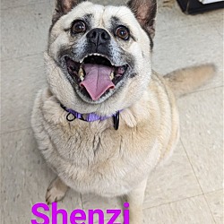 Photo of Shenzi