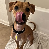 adopt a pet