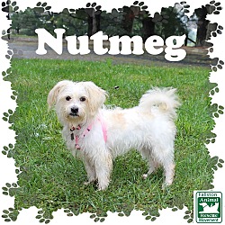 Thumbnail photo of Nutmeg #3