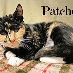 Thumbnail photo of Patches-DECLAWED, blind, SWEET #1