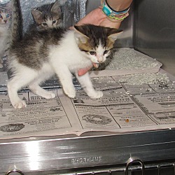 Thumbnail photo of Kamikaze Kittens (5) #4