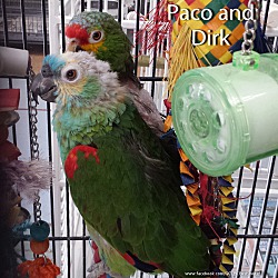 Thumbnail photo of Paco & Dirk #1