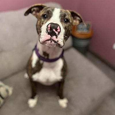 Cumberland, RI - Terrier (Unknown Type, Small)/American Staffordshire ...