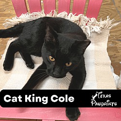 Thumbnail photo of Cat King Cole #1