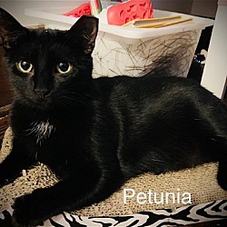 Thumbnail photo of Petunia #1