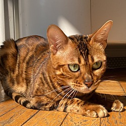 New Jersey Bengal Cat - New Jersey Bengal Breeders - NJ Bengal Kitten & Cats