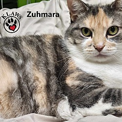 Thumbnail photo of Zuhmara #2