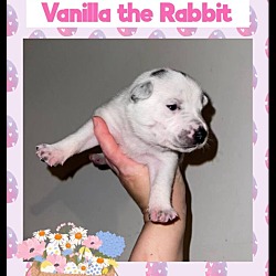 Thumbnail photo of VANILLA THE RABBIT #1