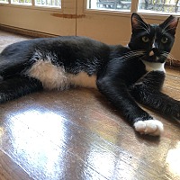 adopt a pet