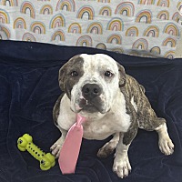adopt a pet