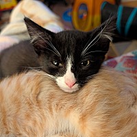 adopt a pet