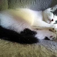 adopt-pet