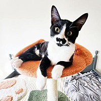 adopt a pet