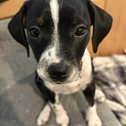 Photo of Rosemary, adoptable Dalmatian in Vancouver, Washington