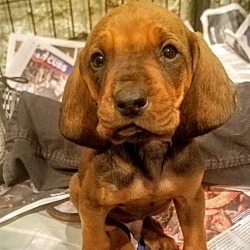 Thumbnail photo of Bloodhound pups! *ADOPTED!* #4