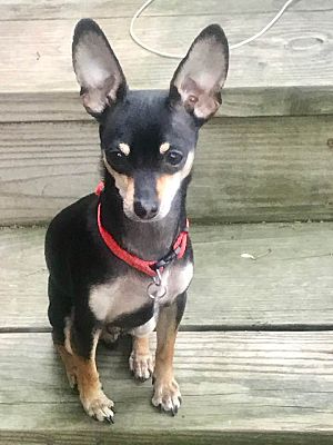 Akron Oh Miniature Pinscher Meet Harlie A Pet For Adoption