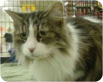 Sacramento Ca Norwegian Forest Cat Meet Spunky A Pet For Adoption