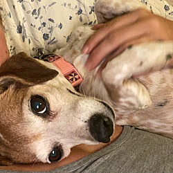 Photo of Bailey