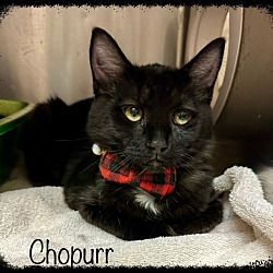 Photo of CHOPURR