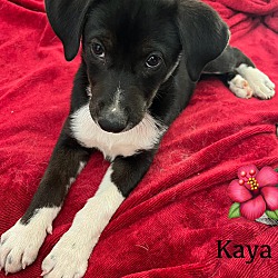 Photo of Kaya