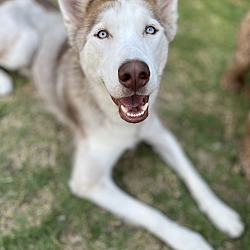 Photo of Lupin (courtesy post)