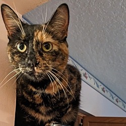 Photo of Luna the Tortie