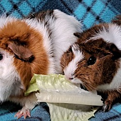 bonded pet photo