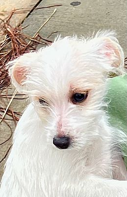 Ladson, Sc - Bichon Frise Chihuahua. Meet Noelle A Pet For Adoption 