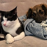 adopt a pet