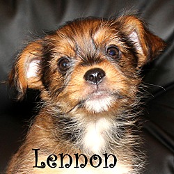 Thumbnail photo of Lennon~adopted! #1