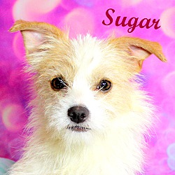Thumbnail photo of Sugar~adopted! #1