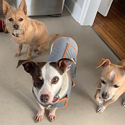 Thumbnail photo of GROMIT bonded to WALLACE #3