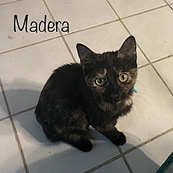 Thumbnail photo of Madera #4