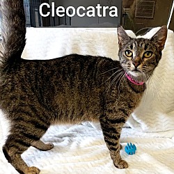 Thumbnail photo of Cleocatra #2