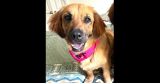 Dallas, TX - Golden Retriever/Dachshund. Meet Leia a Pet for Adoption ...