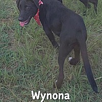 Wynona