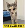 ABIGAIL - Domestic Shorthair available for adoption