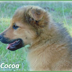 Thumbnail photo of Cocoa #4