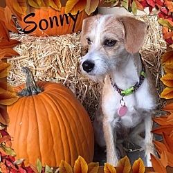 Thumbnail photo of Sonny in Amarillo #2