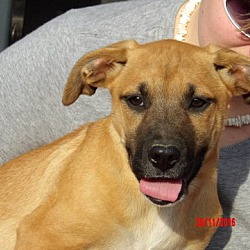 Thumbnail photo of Tallula (14 lb) Pretty Pup! #1