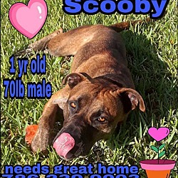 Photo of Scooby (786) 239-9003