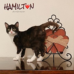 Thumbnail photo of Hamilton #4