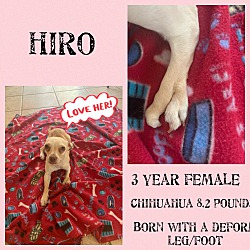 Thumbnail photo of HIRO 4 YEAR CHIHUAHUA FEMALE #1