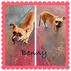 Thumbnail photo of BENNY #2