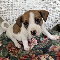 Photo of Bagel