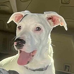Photo of Winston