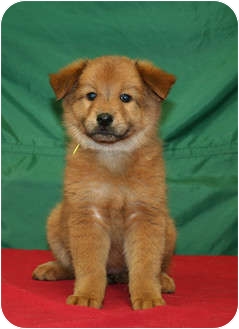 Westminster Co Chow Chow Meet Bloom A Pet For Adoption
