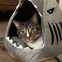 adopt a pet